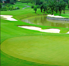 Cỏ nhân tạo sân golf  TC43-12CG