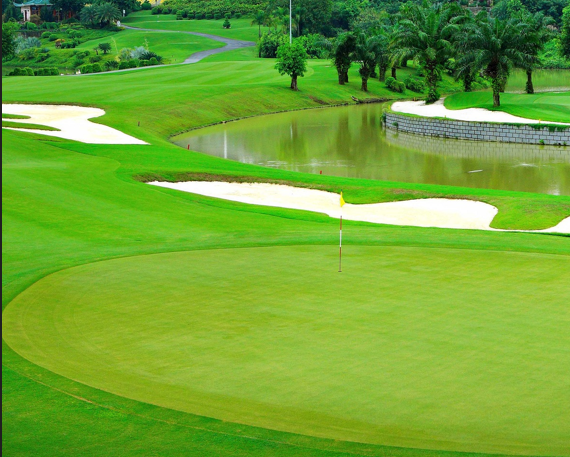 Cỏ nhân tạo sân golf  TC43-12CG